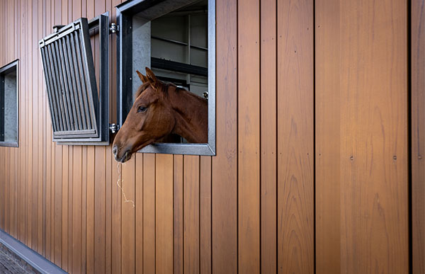 Droomhoeve horse